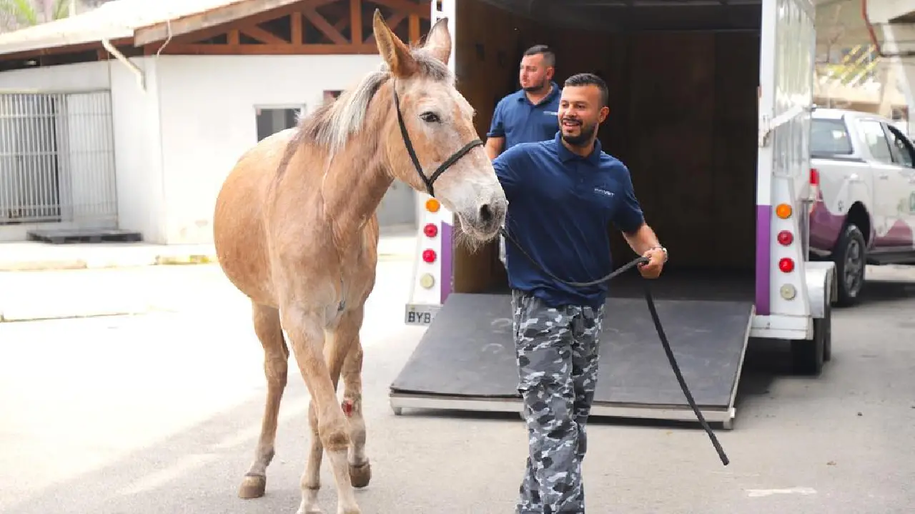 Animais em risco ganham atendimento e proteção em Barueri