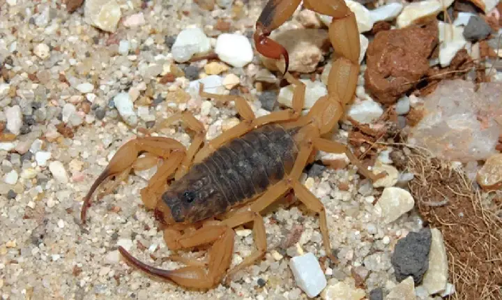 Veja quando procurar atendimento após picada de escorpião