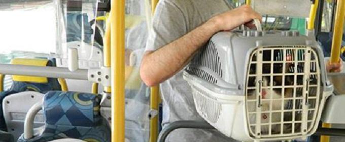 Transporte de cães, gatos e outros animais domésticos está liberado nos ônibus de Osasco