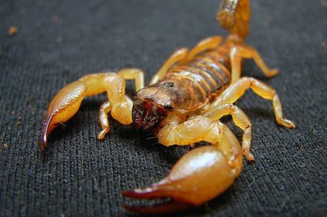 ALERTA! Crianças correm mais risco de morrer com picada de escorpião
