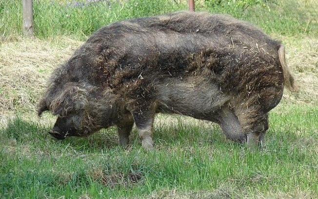Fazendeiro passa mal, desmaia e é devorado por seus porcos