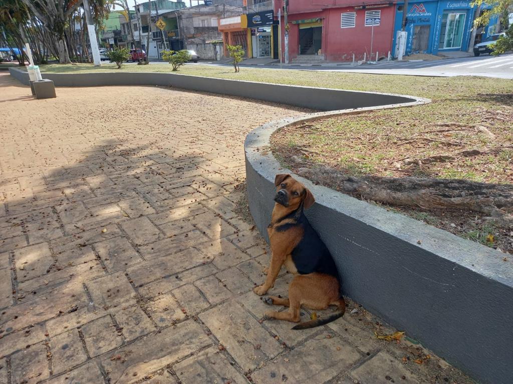 Abandono de animais: do crime à adoção