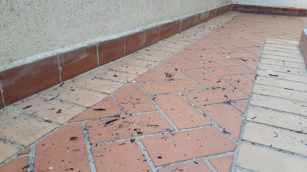 Fuligem se espalha por vários bairros de SP após incêndio no Parque Estadual do Juquery