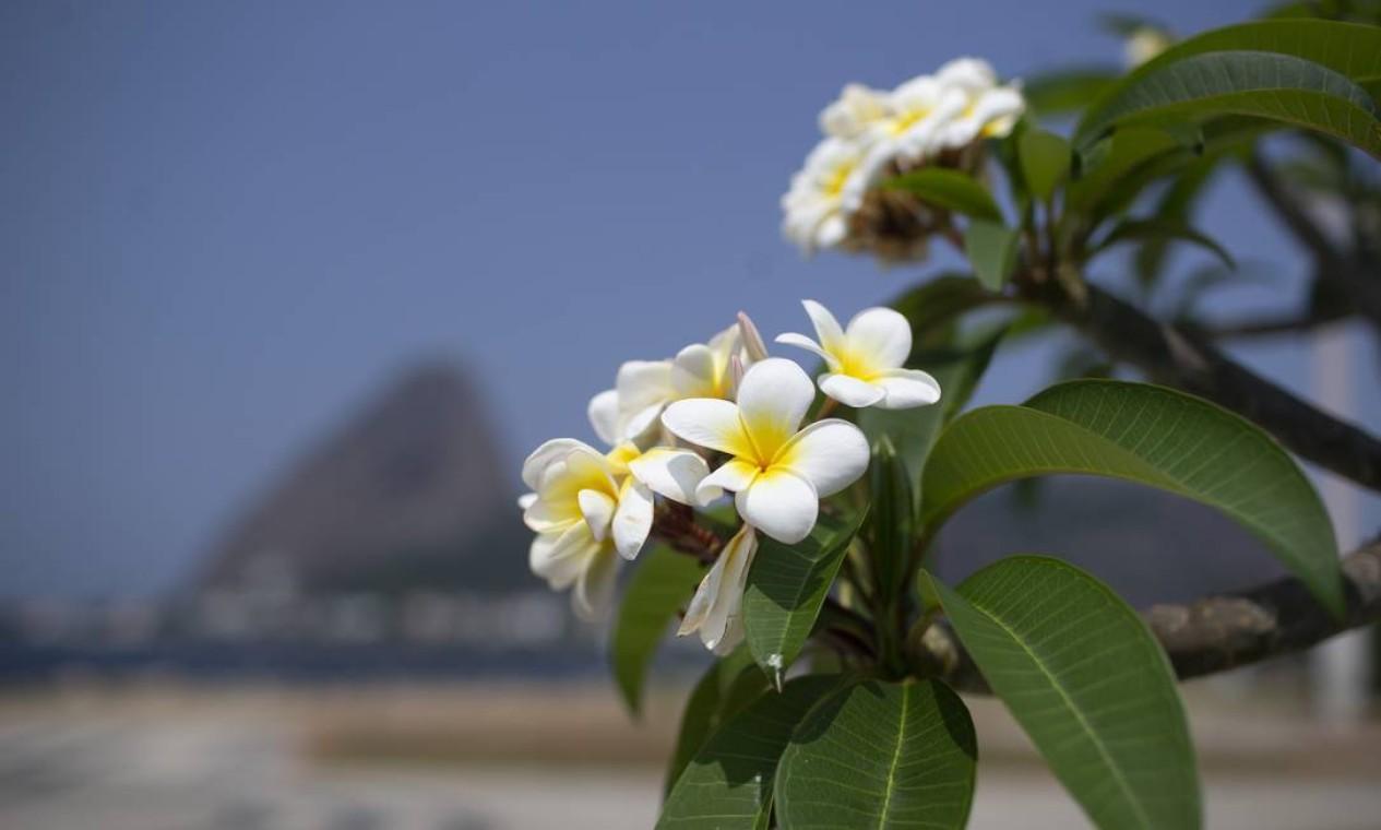 É Primavera!!!: Começa hoje, 1ª semana será marcada por frente fria no Sul e Sudeste; saiba como será a estação