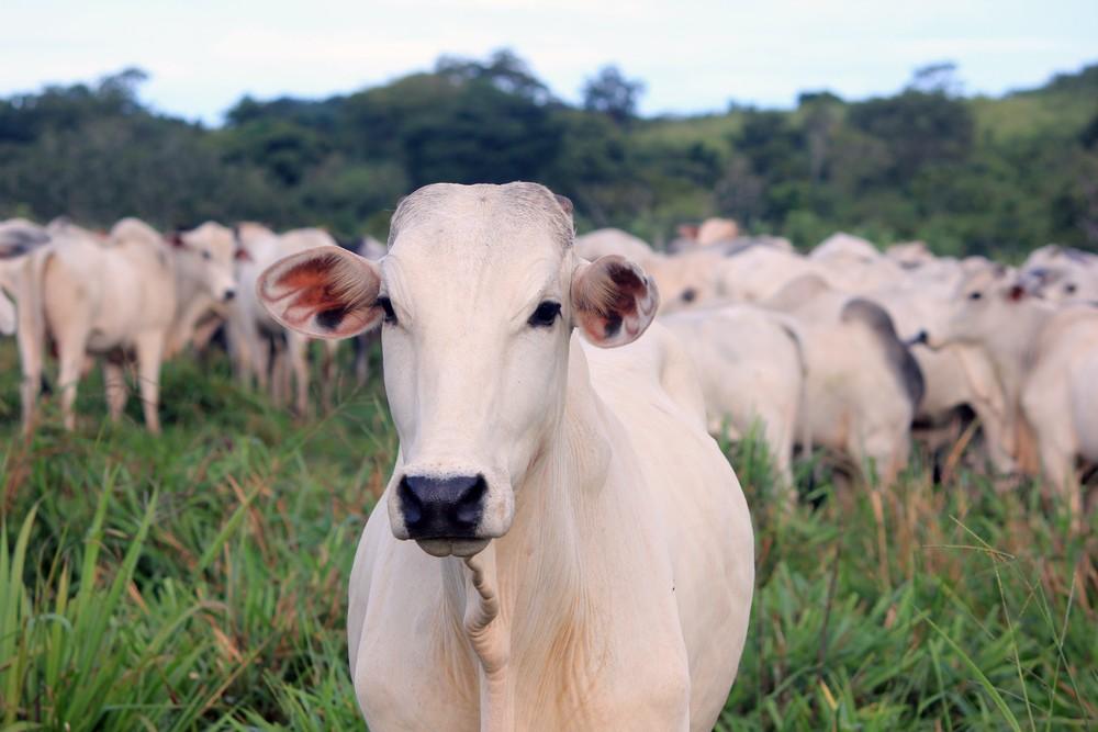 CARNE SALGADA! Entenda como fica preço da carne após suspensão das vendas para a China