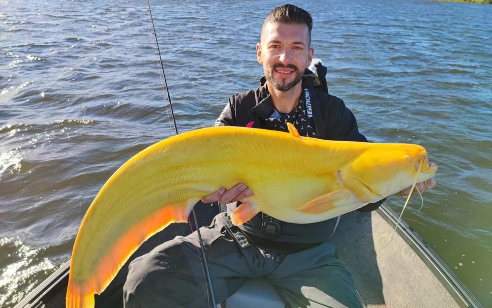 Pescador alemão captura raro bagre amarelo na Holanda