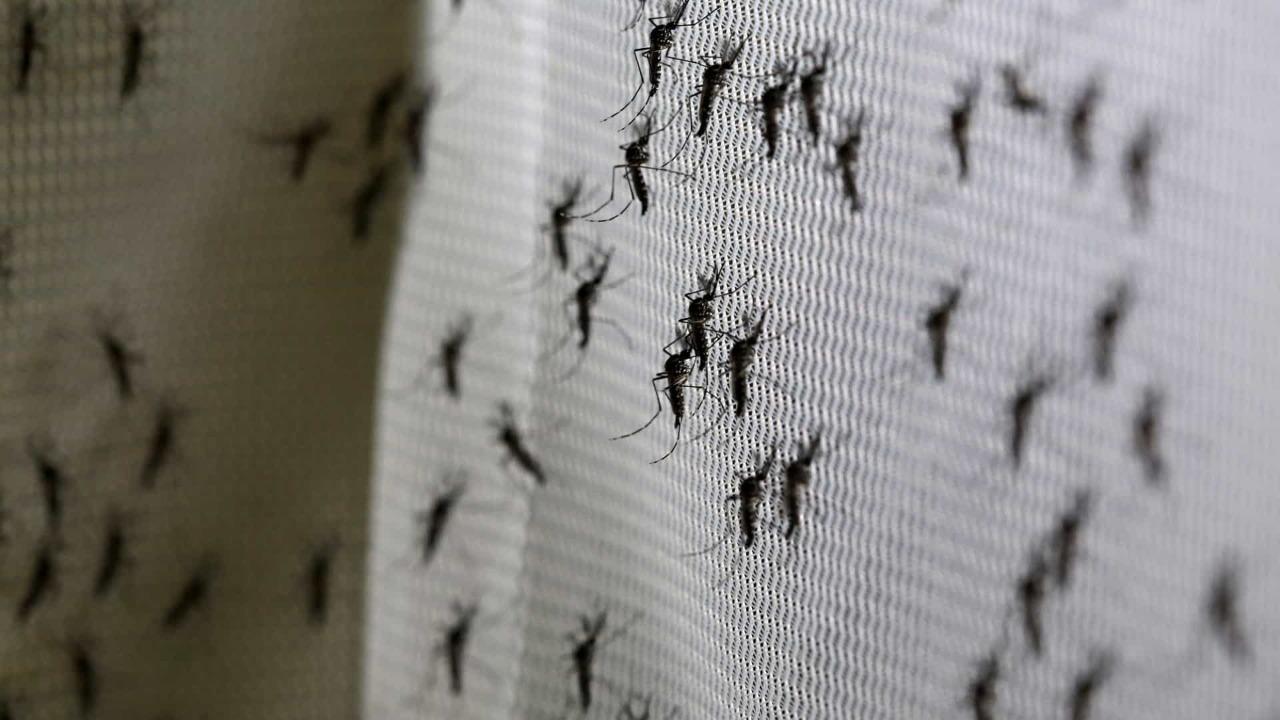 ALERTA! Casos de dengue têm aumento de 85% este ano; vírus se espalha pelo Sul do País