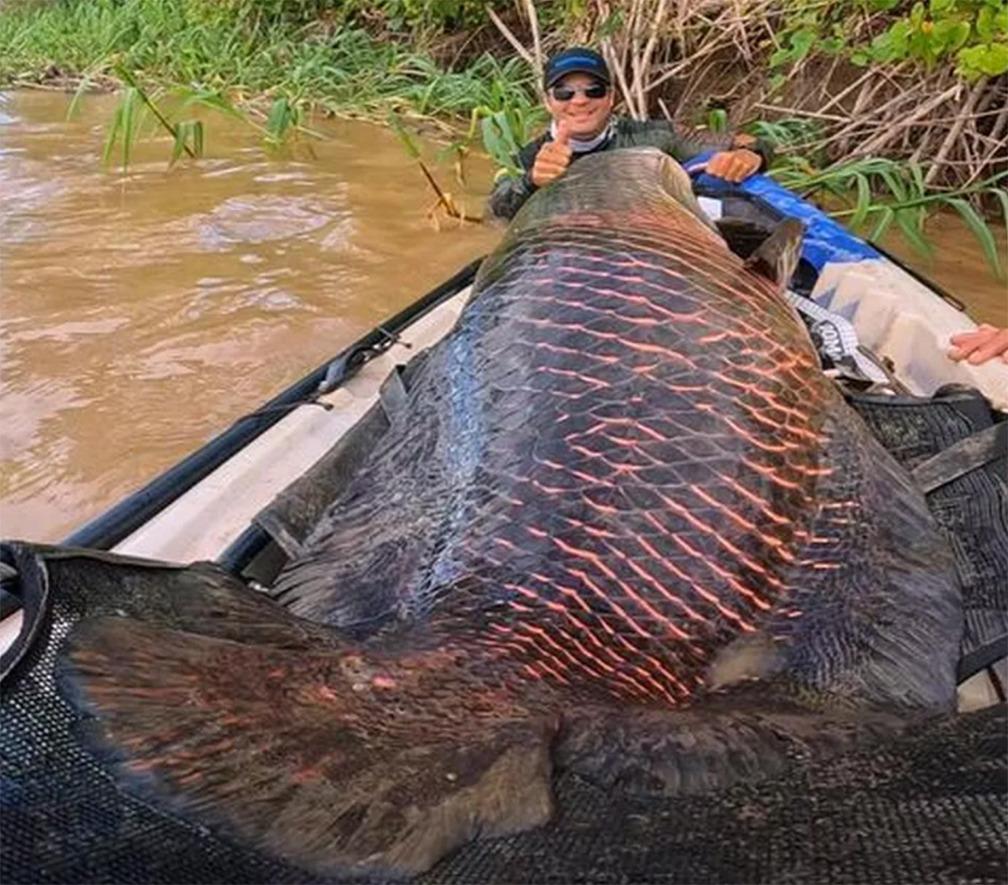 Sensação Incrível!; Pescadores fisgam pirarucu de mais 2 metros e 100 kg no Rio Madeira em RO