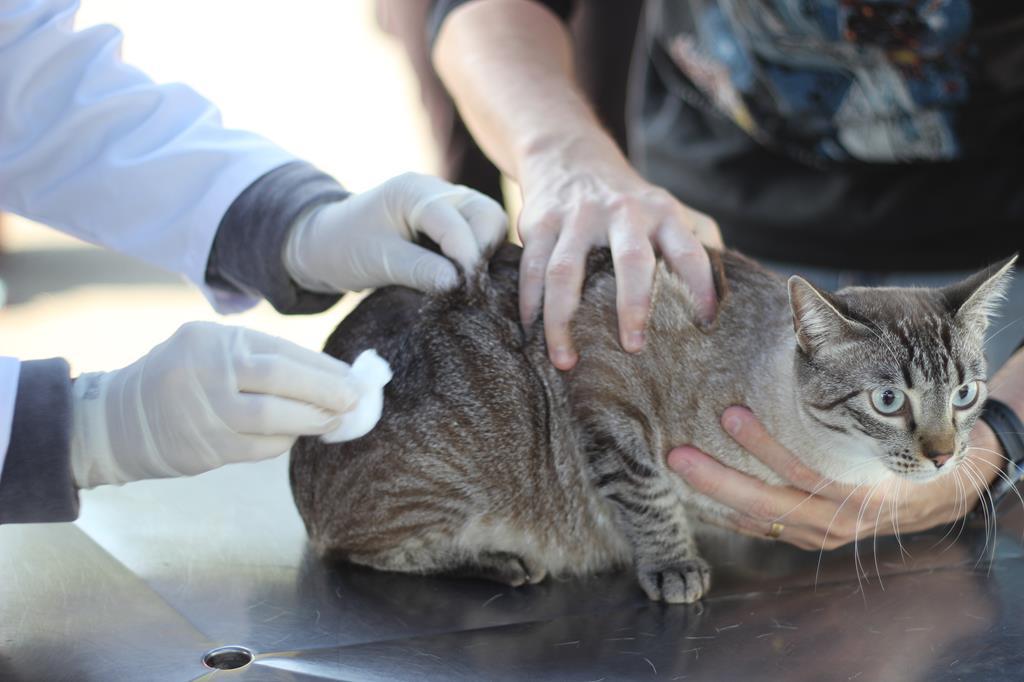 Férias de janeiro é oportunidade para atualizar vacinação de cães e gatos