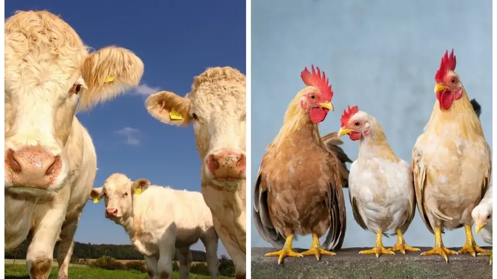 Brasil tem 9 vezes mais gado e galinha do que gente; mapa mostra quantos são na sua cidade