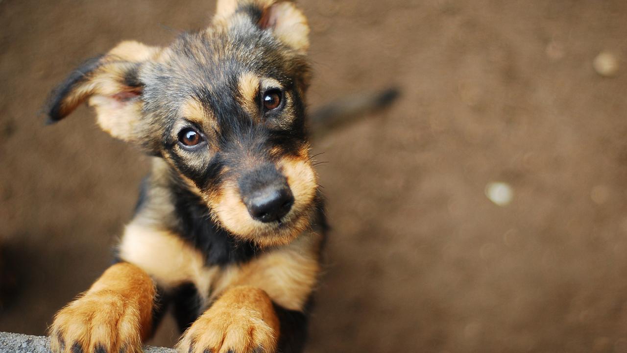 Câmara aprova projeto que fixa multa mínima de R$ 10 mil para crimes contra animais