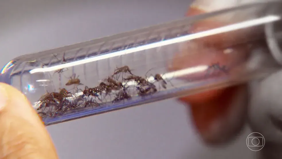 Em meio a 'boom' de casos de dengue, Brasil recebe 750 mil doses de vacina para aplicação pelo SUS