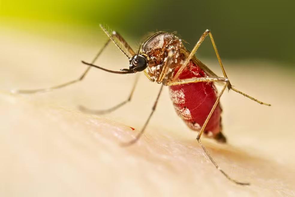 São Paulo decreta estado de emergência para dengue