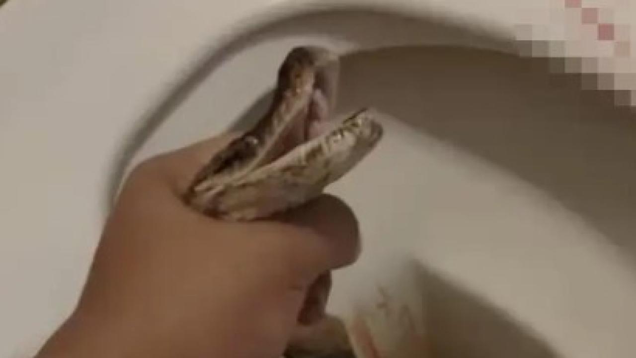 Homem é mordido nos testículos por píton escondida em vaso sanitário