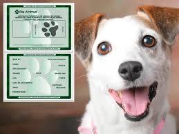 Governo cria Cadastro Nacional de Animais Domésticos, com número de identidade para cães e gatos