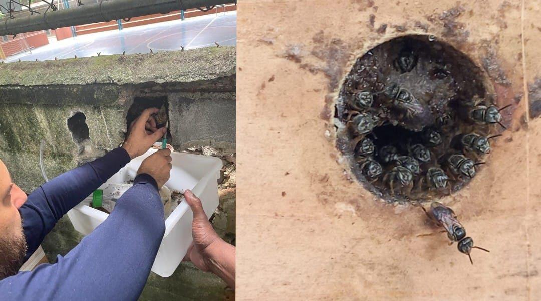 1º Resgate de Abelhas Nativas da História de Cotia Ocorreu na E.E. Ary Bouzan e Preserva Biodiversidade Local.