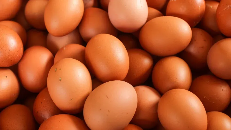 Gripe aviária pode fazer preço do ovo cair, mas não por muito tempo, dizem especialistas