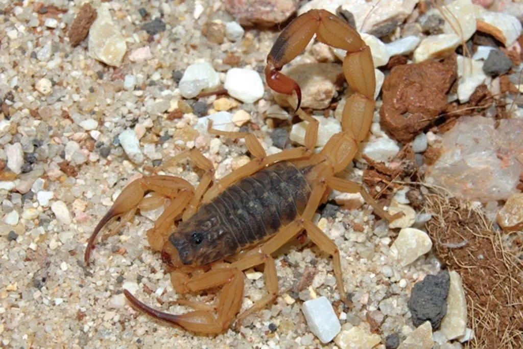 Veja quando procurar atendimento após picada de escorpião